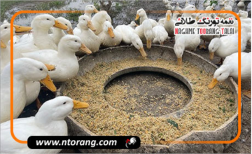 بهبود کیفیت گوشت اردک با استفاده از مکمل های غذایی طبیعی